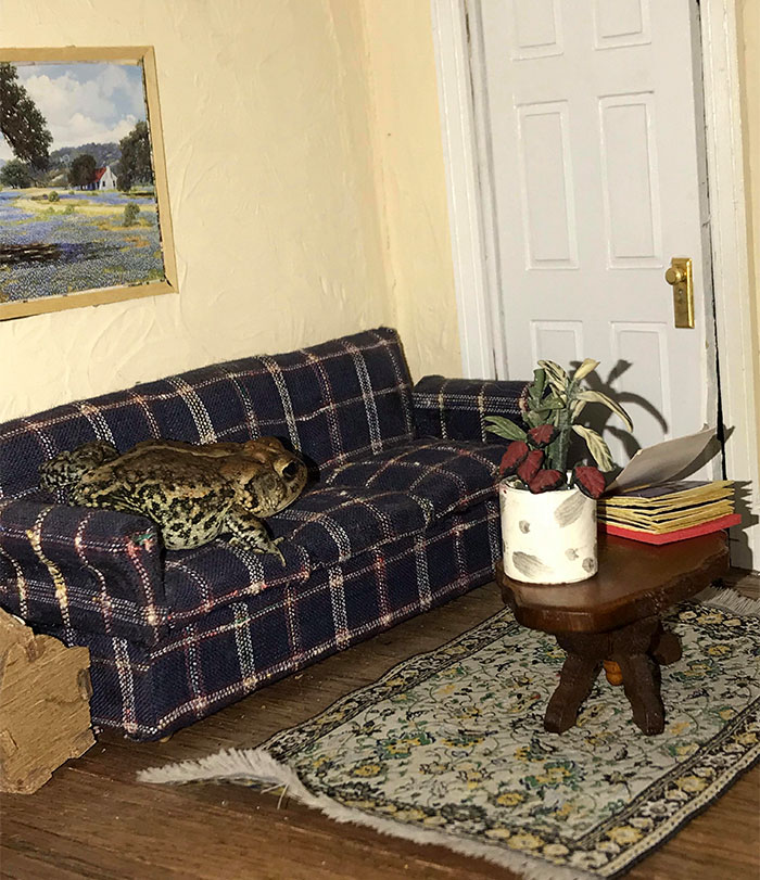 Woman Photographs Her Toad Doing Things In Her Dollhouse And People Love It (8 Pics)