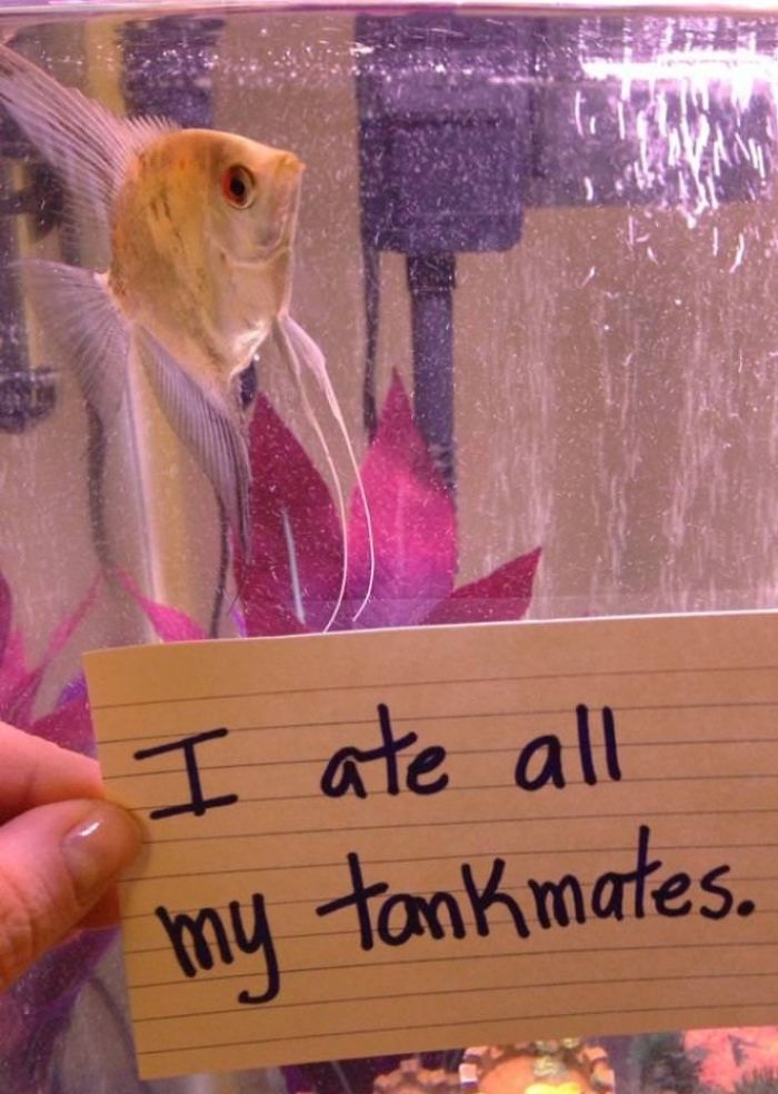 Me he comido a todos mis compañeros de acuario