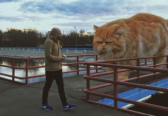 Russian-Artist-Photoshops-Giant-Cats-Odnoboko