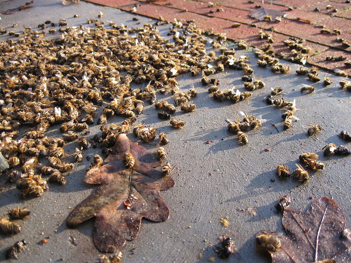 En Brasil ya han muerto 500 millones de abejas en 3 meses, y se cuestiona el futuro de nuestros alimentos
