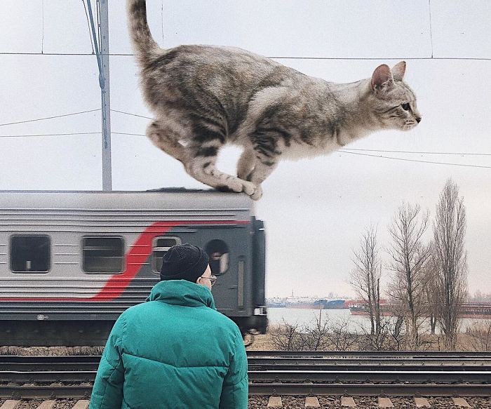 Guy Creates Images That Show How Earth Would Look If Cats Were A Lot Bigger (30 Pics)