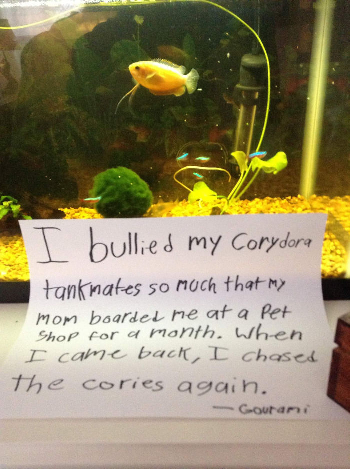 Funny-Fish-Shaming