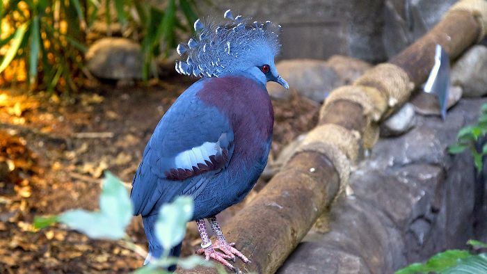 The 'Victoria Crowned Pigeon' Is One Of The Most Beautiful Birds Ever And Can Grow To The Size Of A Turkey