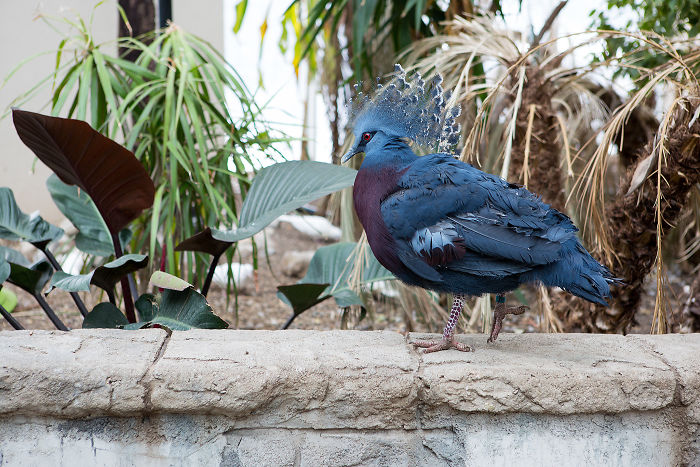 "Gura Victoria" es una de las aves más bellas y puede alcanzar el tamaño de un pavo