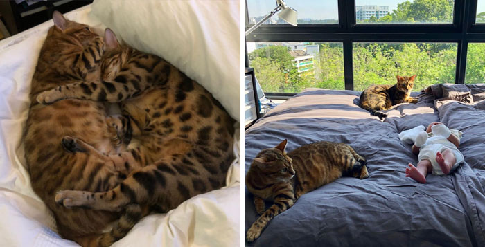 No, These Photos Of Two Cats Snuggling On The Bed And Then Spreading To Completely Opposite Sides When A Baby Arrives Are A Metaphor For Your Sex Life