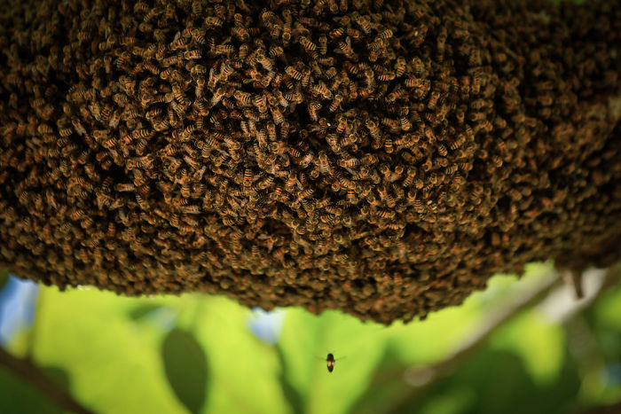 500 Million Bees Have Already Died In Brazil Within Three Months And The Future Of Our Food Is In Question