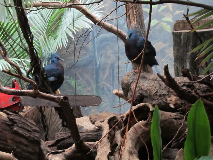 "Gura Victoria" es una de las aves más bellas y puede alcanzar el tamaño de un pavo