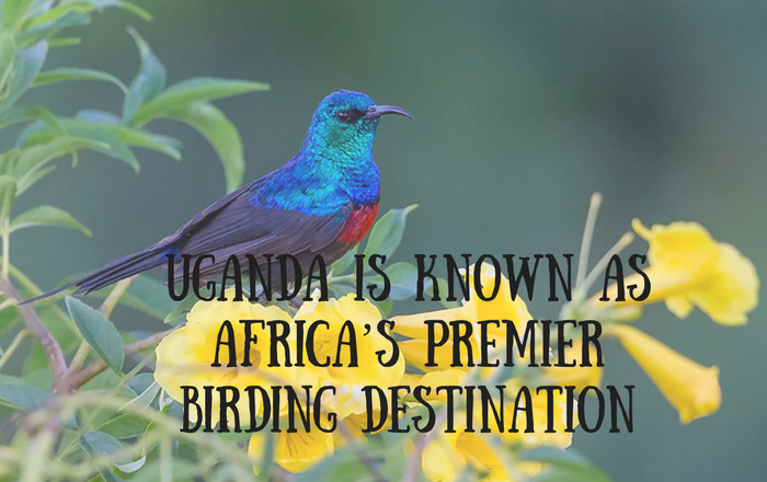 Interesting Facts About Uganda That You Must Know!