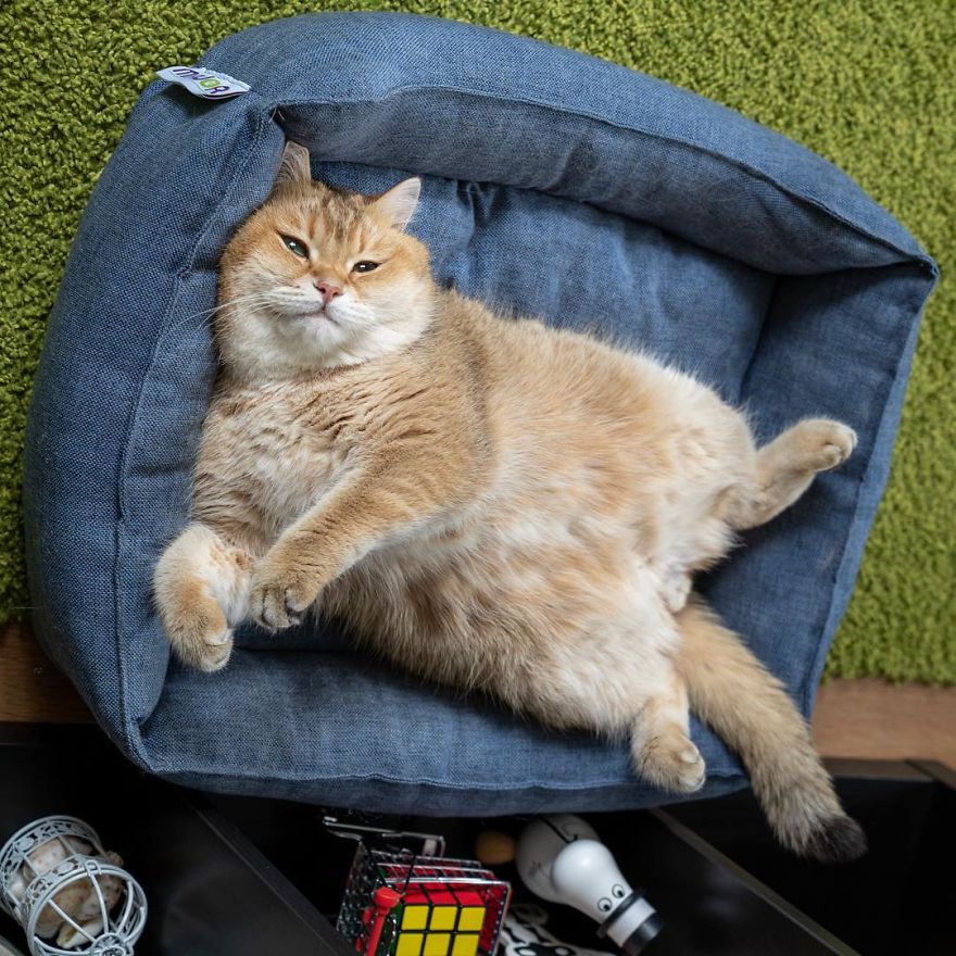 The Famous Moscow Cat Became The Hero Of The Adventures Of A Photoshop Battle And The "Culprit" Of This Was His Carrying Bag