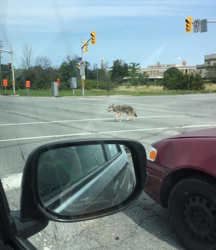Coyote Crossing The Street In Ottawa Following The Rules Of The Road