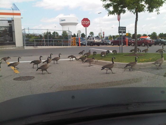 Just Minding My Own Business, When These Canadian Douchebags Decided To Hold Up Traffic Strutting Around The Parking Lot Like They Own Damn Place