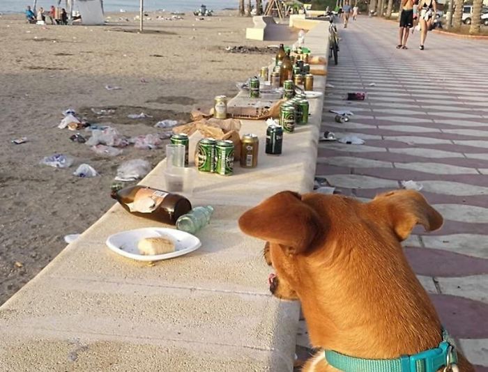 Dogs Are Not Allowed On Beach Due To Possibility That They Might Make A Mess