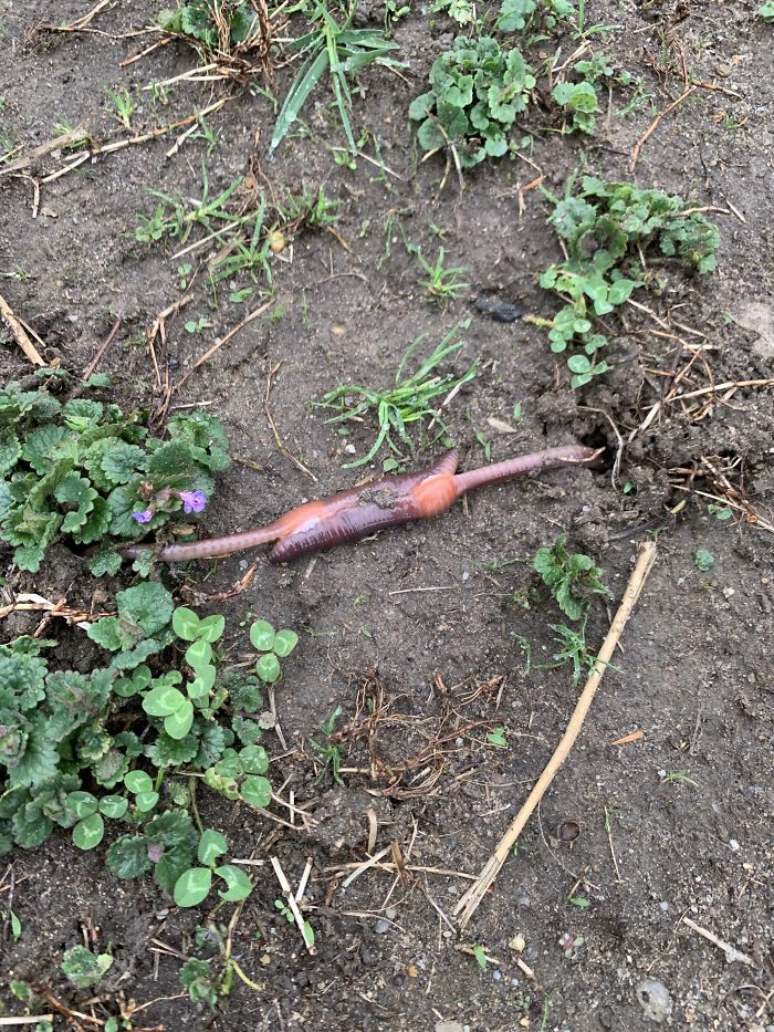Esto estaba en mi jardín, está vivo. ¿Es un gusano raro, tiene un parásito?