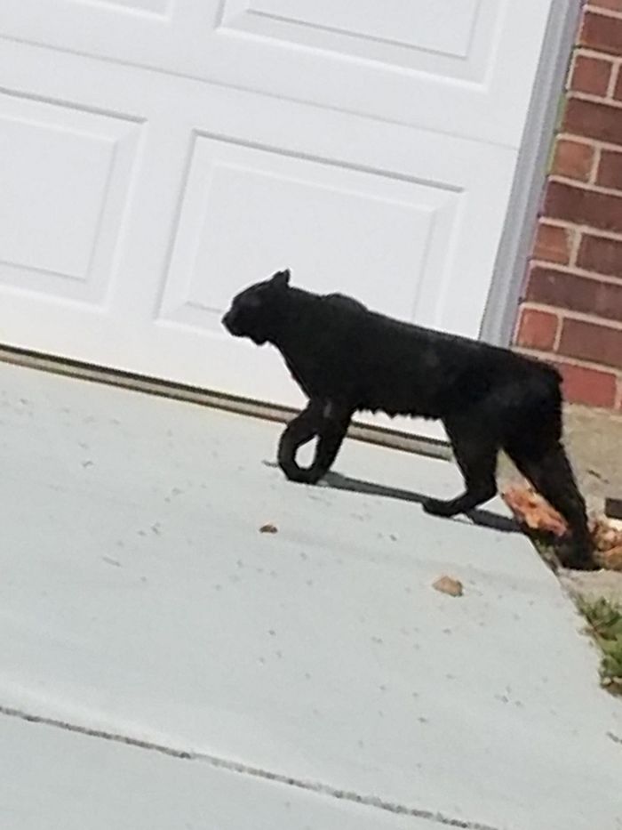 Saw This Cat In Texas First Thought It Was A Domestic Cat But When We Got Closer That Seemed Less Likely. What Is It?