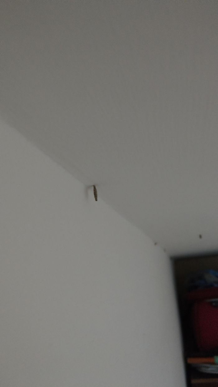 These Things Hanging On My Apartment Ceiling? At First There Were ~3, 6-9 Months Later There Are 12