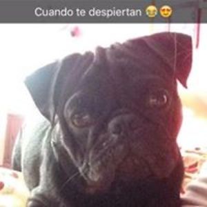 anabelcortazar avatar