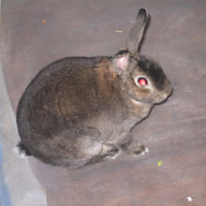 delinahloveshousebunnies avatar