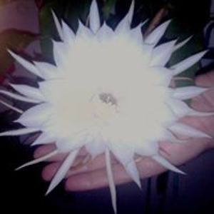 dave_e_mendoza avatar