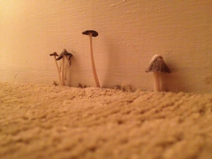 It's So Humid In Nola, These Little Guys Are Growing In My Hotel Room