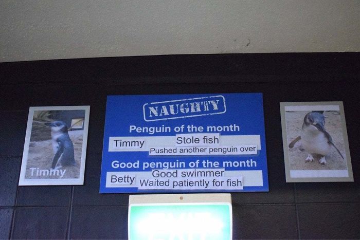 Naughty Penguin Of The Month