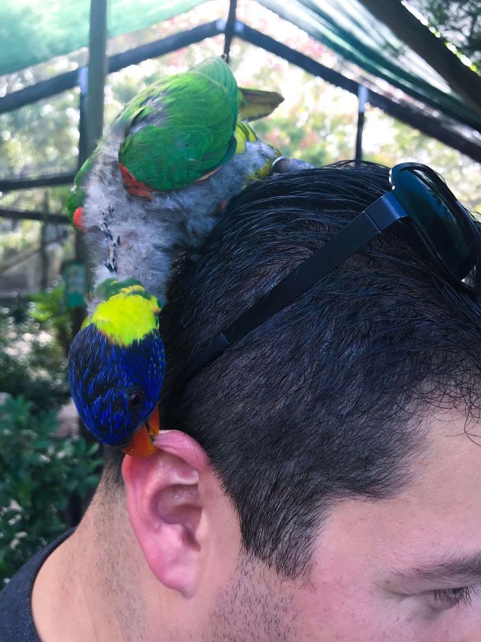 Baby Lorikeet Biting My Husband’s Ear At The Tampa Zoo