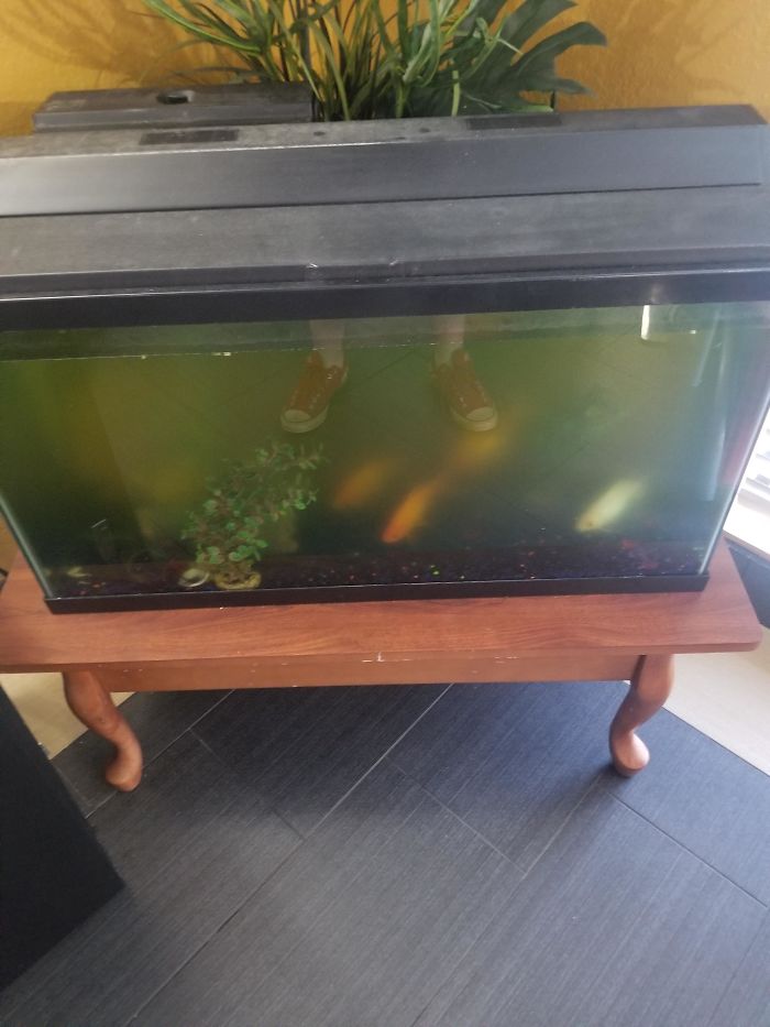 My Hotel's Treatment Of Their Fish