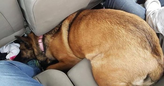 After A Long Weekend Of Camping, This Is How My Dog Chose To Sleep On The Way Home