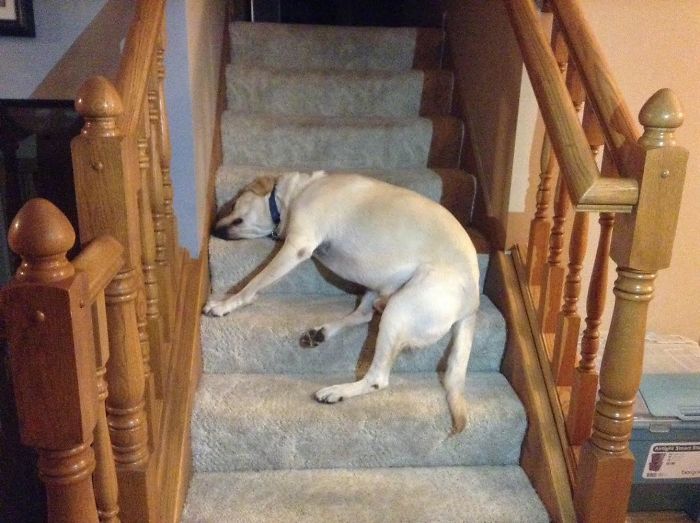 My Dog Loves To Sleep On The Stairs Instead Of His Bed