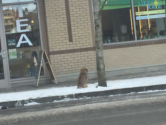 Alguien ha dejado a su perro atado frente a una cafetería durante 45 minutos a temperaturas de bajo cero. Estaba llorando el pobre