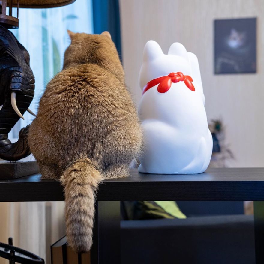 The Famous Moscow Cat Became The Hero Of The Adventures Of A Photoshop Battle And The "Culprit" Of This Was His Carrying Bag