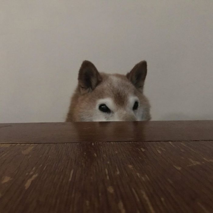 This Shiba Inu Always Looks Grumpy And People Are In Love