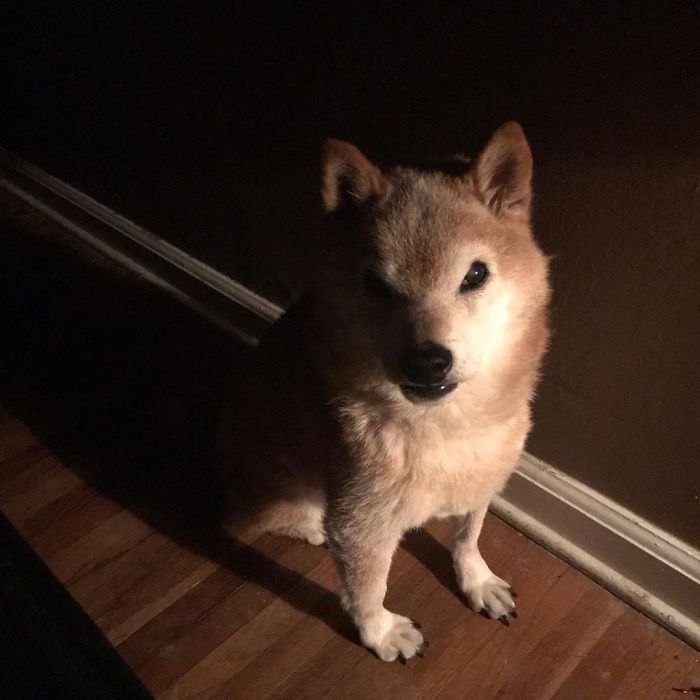 This Shiba Inu Always Looks Grumpy And People Are In Love