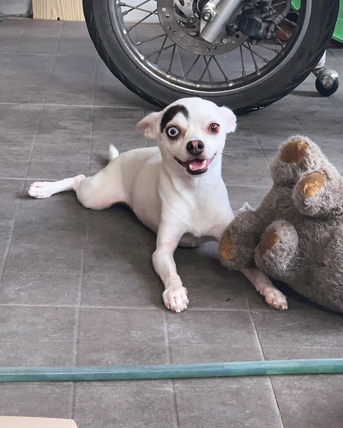 This Rescue Dog With Unique Features Is Taking Over The Internet
