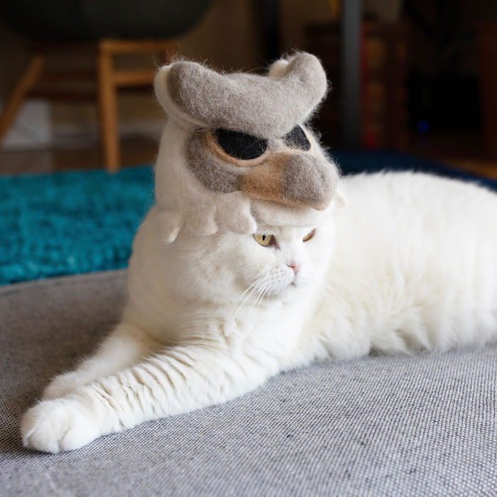 These Cats Have A Huge Collection Of Hats Made Out Of Their Shed Fur