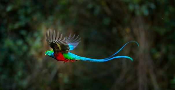 CR-Quetzal_sized-5d4eb59012eca.jpg