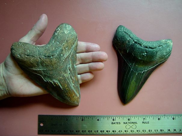 Carcaridon-Megaladon-teeth-5d5b2e6c69af4.jpg
