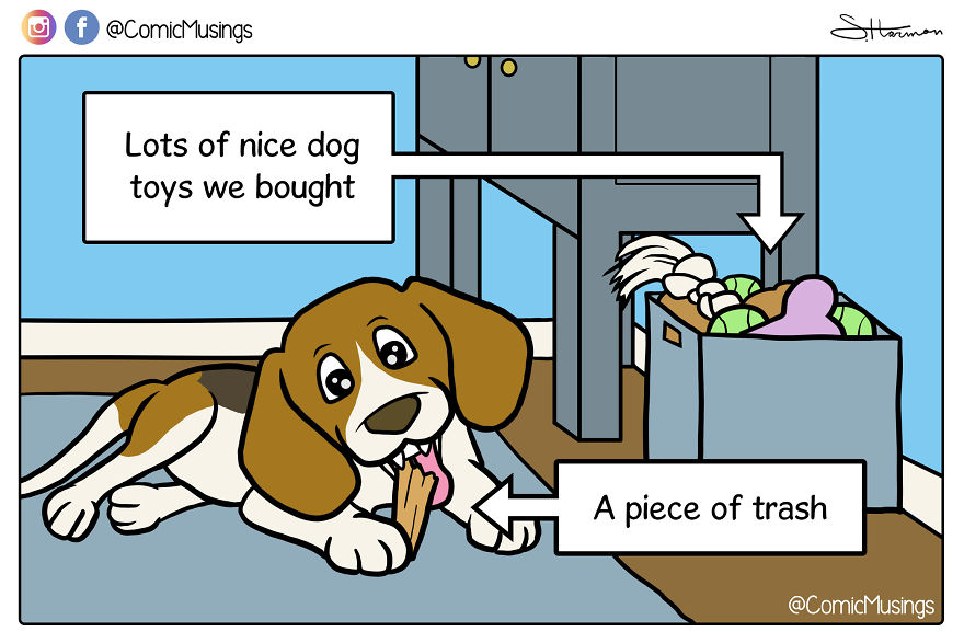 Why Bother Buying Dog Toys When The Dog Prefers Trash??
