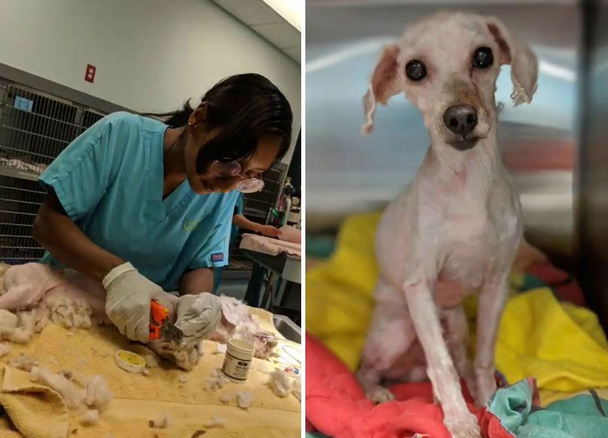 Este perro pasó 2 años viviendo bajo una cama, pero lo salvaron y sufrió un cambio radical (7 fotos)