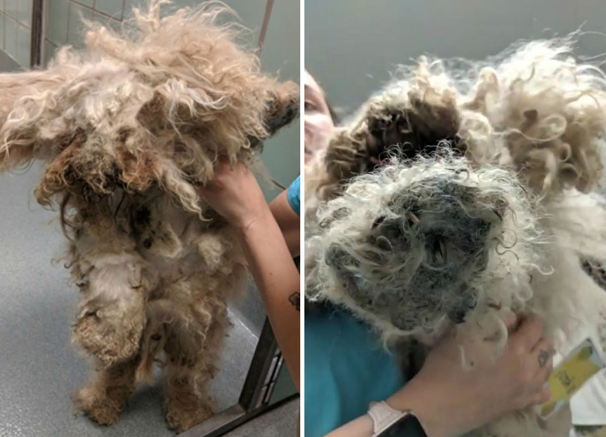 Este perro pasó 2 años viviendo bajo una cama, pero lo salvaron y sufrió un cambio radical (7 fotos)