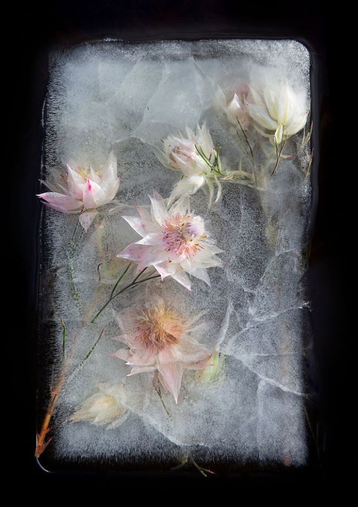 I Photograph Flowers In Ice