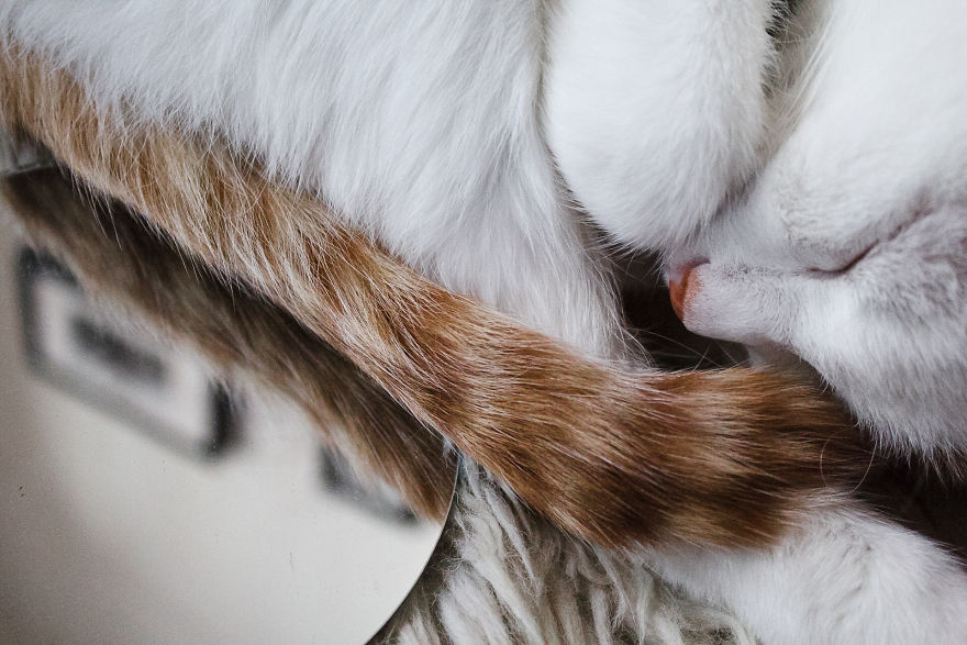 Mirror, Mirror On The Wall Who Is The Fairest Cat One Of All ?!