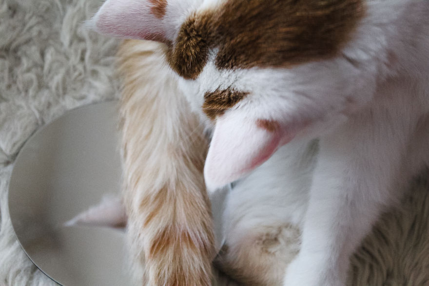Mirror, Mirror On The Wall Who Is The Fairest Cat One Of All ?!