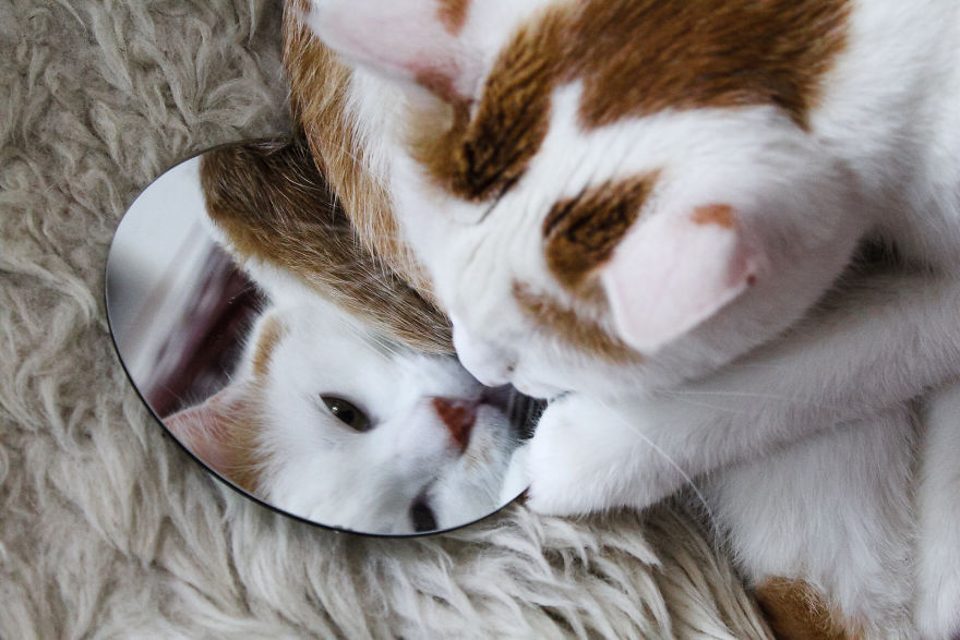 Mirror, Mirror On The Wall Who Is The Fairest Cat One Of All ?!