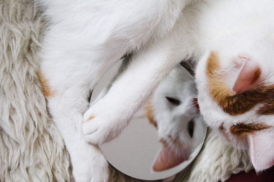 Mirror, Mirror On The Wall Who Is The Fairest Cat One Of All ?!