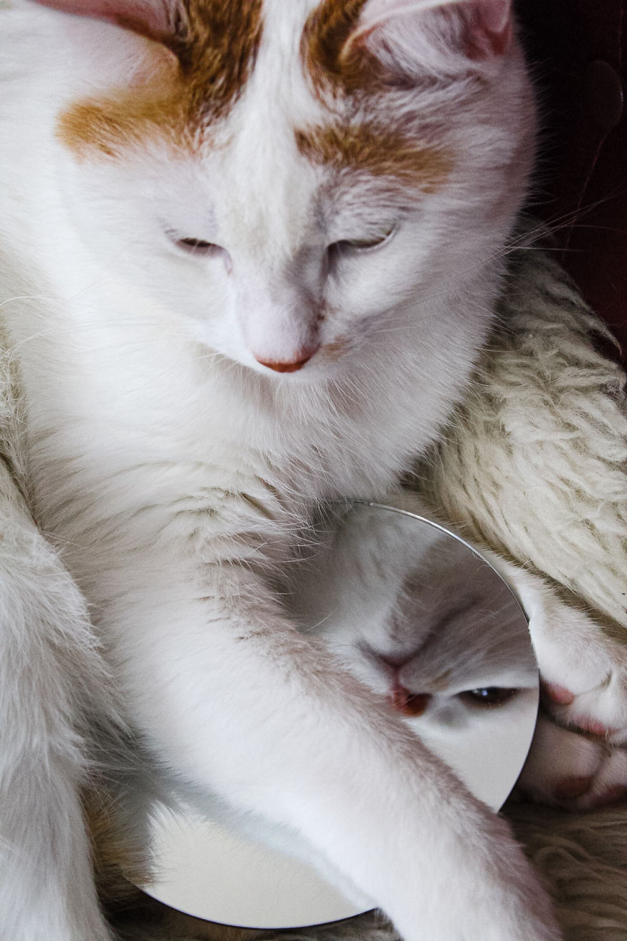Mirror, Mirror On The Wall Who Is The Fairest Cat One Of All ?!