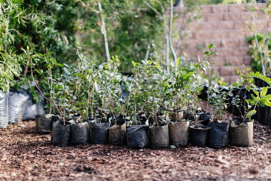 Greenpop Wants To Help Save The Planet With Their Goal Of Planting 500,000 Trees By 2025 In South Africa