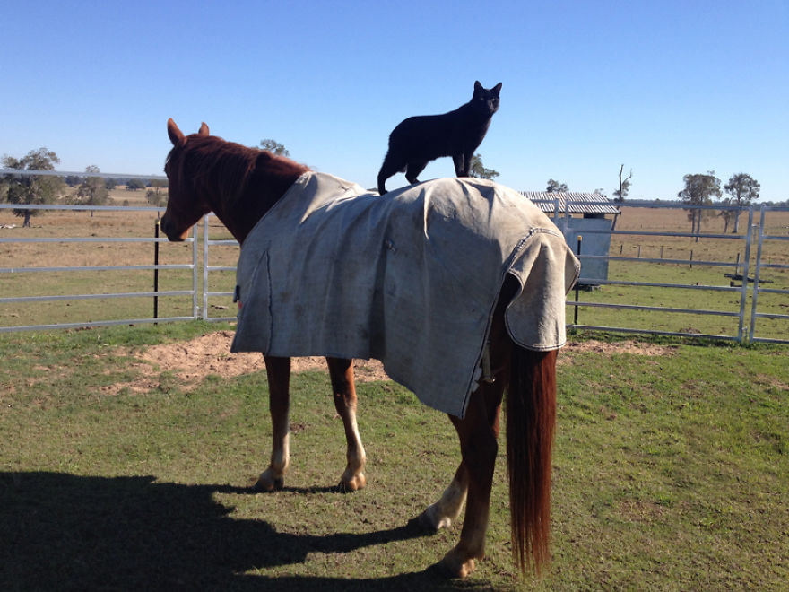 Here Are 22 Pics Of My Cat And Horse Who Have Been Inseparable Friends For The Last 6 Years