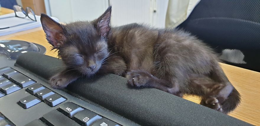 Our Warrior Cat Shuri Has A Baby Brother Now, Another Black Kitten That Was In Desperate Need Of Rescue