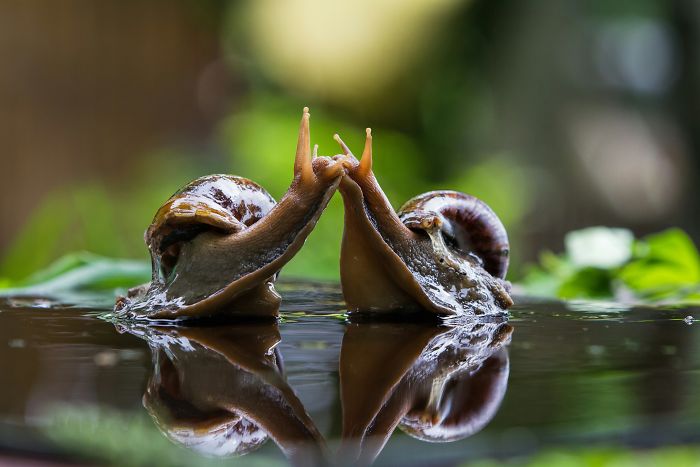 Snail Kiss