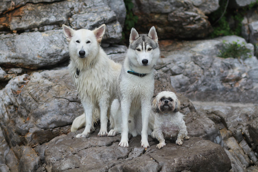 Summertime With Siberian Husky And White Shepherd
